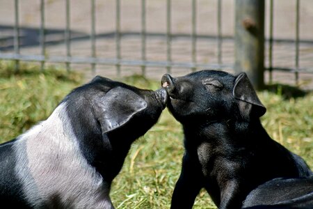 Kissing pigs animal babies