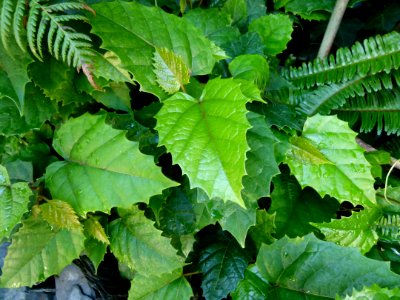 Cissus antartica