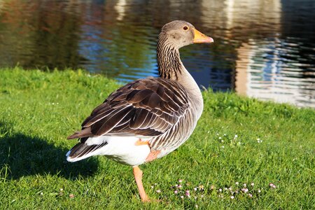 Bird animal poultry photo