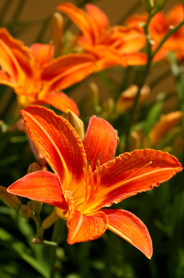 Flower plant garden