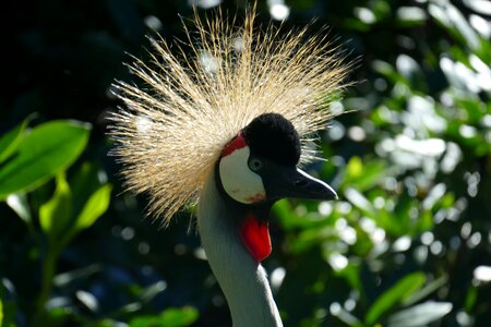 Gracile bird park walsrode