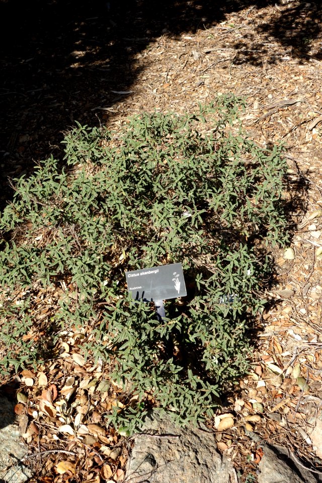 Cistus × skanbergii - Leaning Pine Arboretum - DSC05720