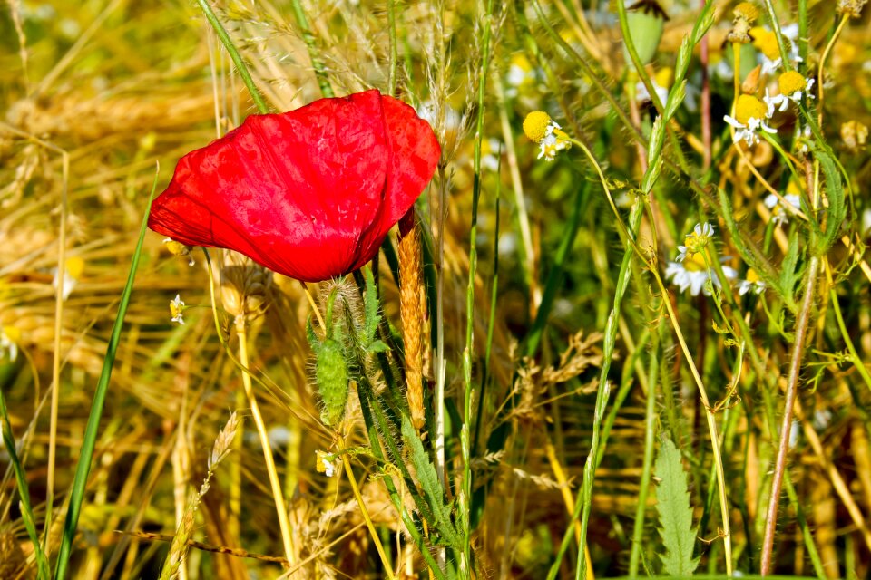 Blossom bloom red