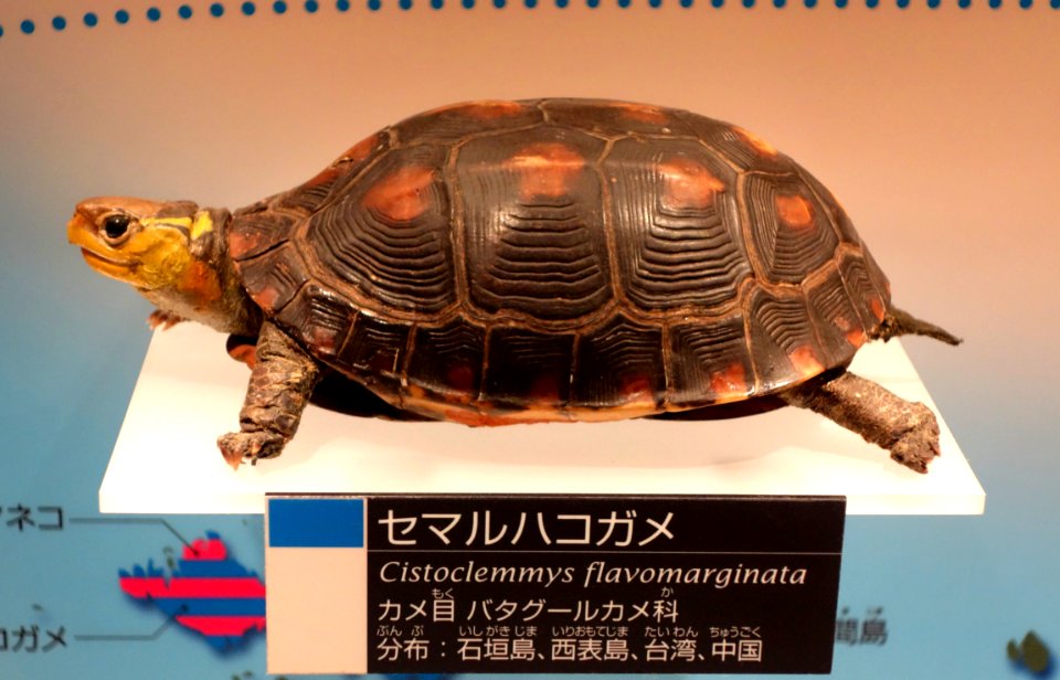 Cistoclemmys flavomarginata - National Museum of Nature and Science, Tokyo - DSC07074