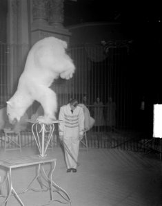 Circus Strassburger in Carré te Amsterdam. Teddy Holmberg met een van zijn 12 ge, Bestanddeelnr 903-7590