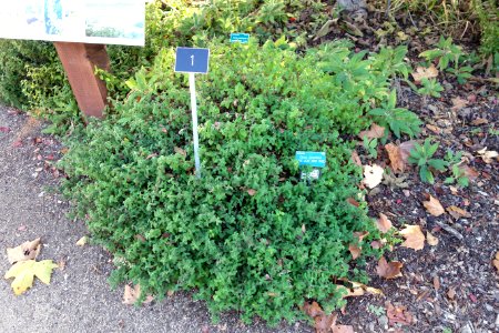 Cistus salviifolius - San Luis Obispo Botanical Garden - DSC05865