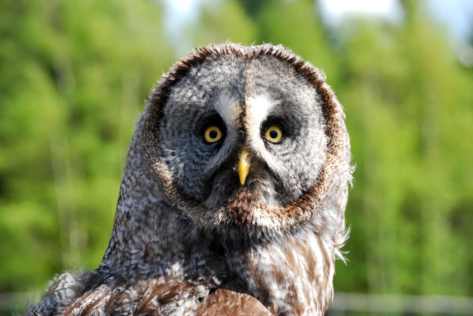 Predator bird of prey nature
