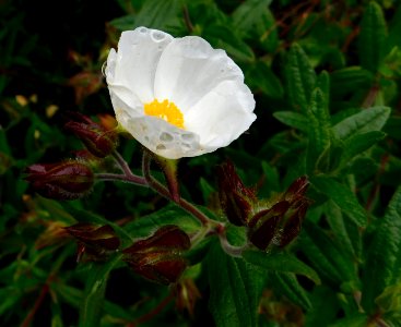 Cistus psilosepalus