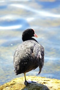 Swim water waterfowl