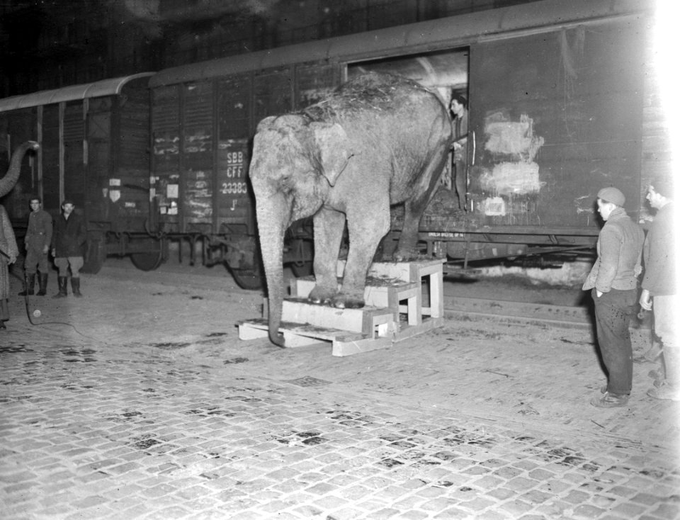 Circus Unie, Bestanddeelnr 901-9702
