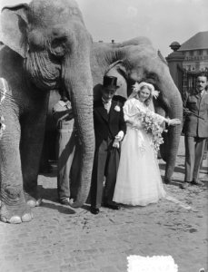 Circus-huwelijk te Maastricht .José Mullens werd de vrouw van Henry Strassburger, Bestanddeelnr 905-0560