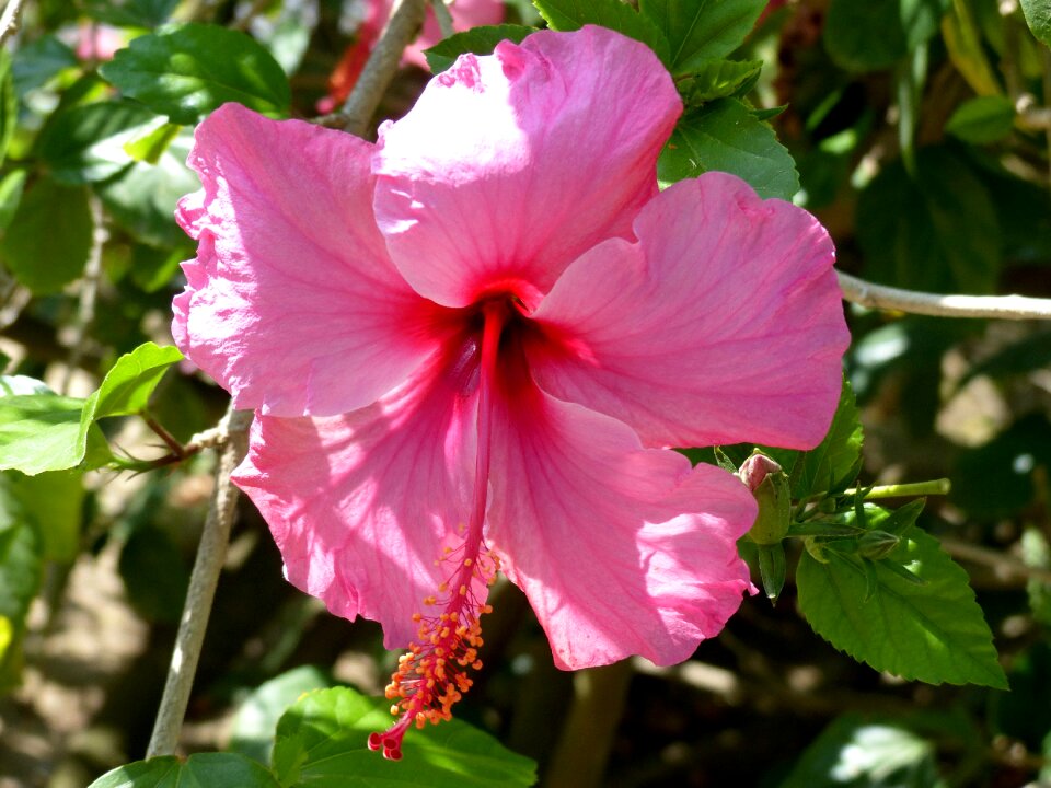 Pollen ovary hibiscus