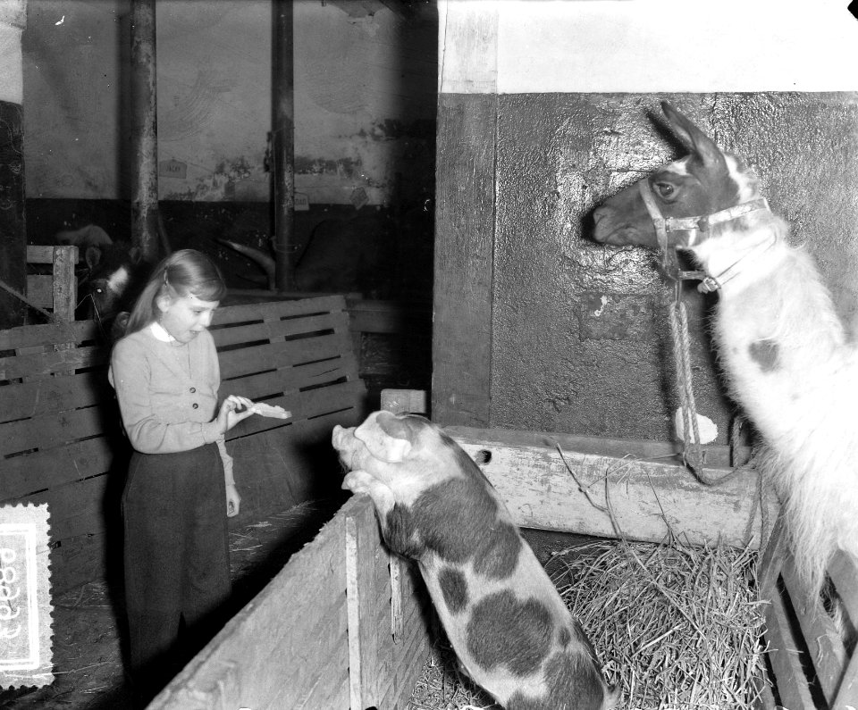 Circus Strassburger in Amsterdam, Bestanddeelnr 906-8993
