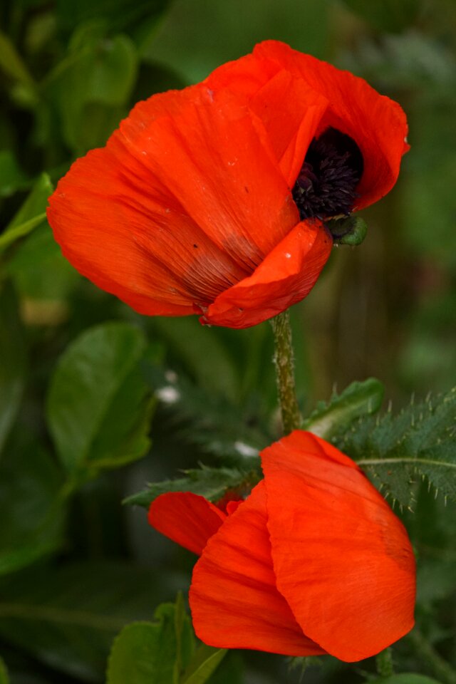Red flower klatschmohn