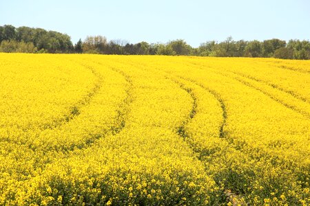 Spring bright nature photo