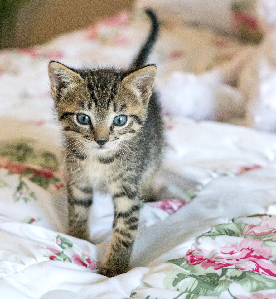 Foster cute fur