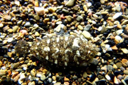 Citharichthys sp. - Monterey Bay Aquarium - DSC07190 photo