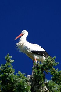 Park macro bird park walsrode