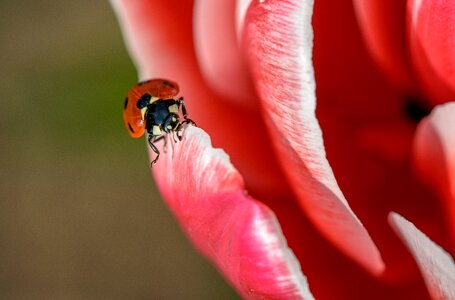 Spring summer beetle photo