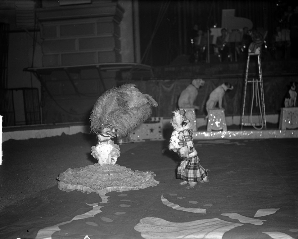 Circus Strassburger in Carré, Bestanddeelnr 904-3570