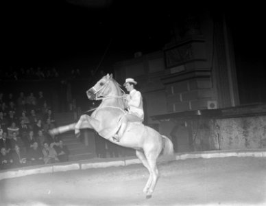 Circus Strassburger in Carré te Amsterdam. Man op steigerend paard., Bestanddeelnr 903-7591