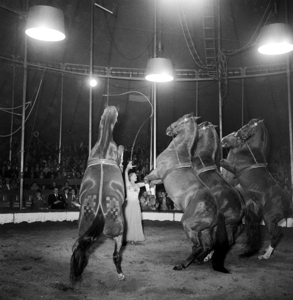 Circus Mikkenie in Turnhout Belgie. Paardendressuur door Vibeke Mikkenie, Bestanddeelnr 904-6930
