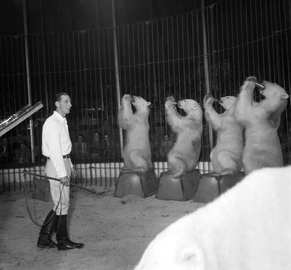 Circus Mikkenie in Turnhout Belgie. Jean Michon met de ijsberen van Erie Klant, Bestanddeelnr 904-6918