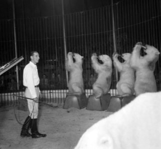 Circus Mikkenie in Turnhout Belgie. Jean Michon met de ijsberen van Erie Klant, Bestanddeelnr 904-6918