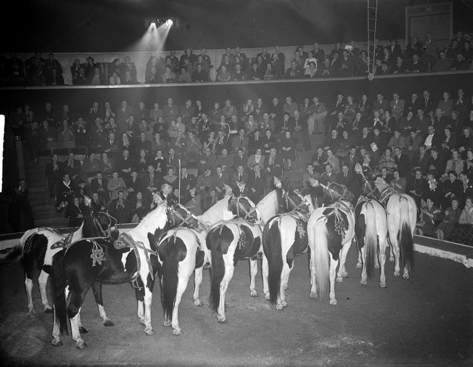 Circus Strassburger paarden, Bestanddeelnr 904-3572