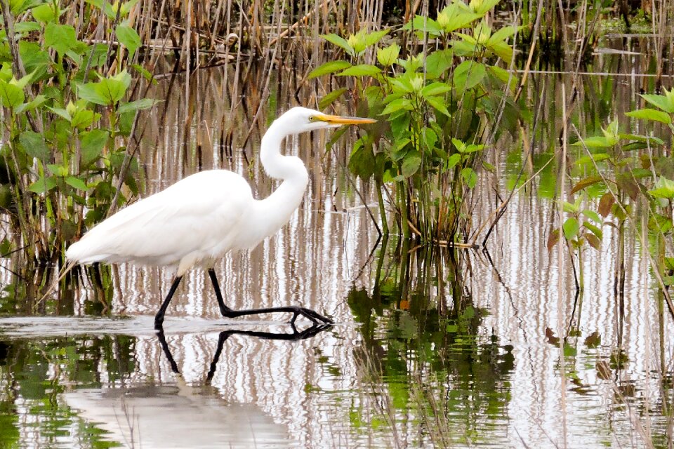 Bird wetland nature