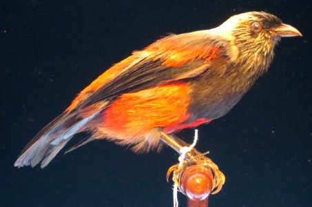 Ciridops anna Dole (Ulaaihawane), Bishop Museum, Honolulu