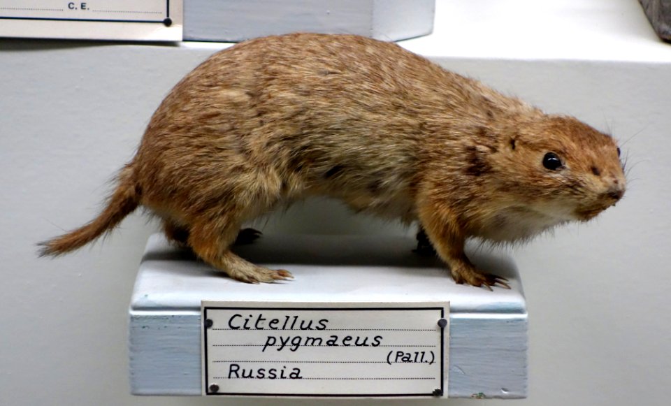 Citellus pygmaeus - Museo Civico di Storia Naturale Giacomo Doria - Genoa, Italy - DSC02783