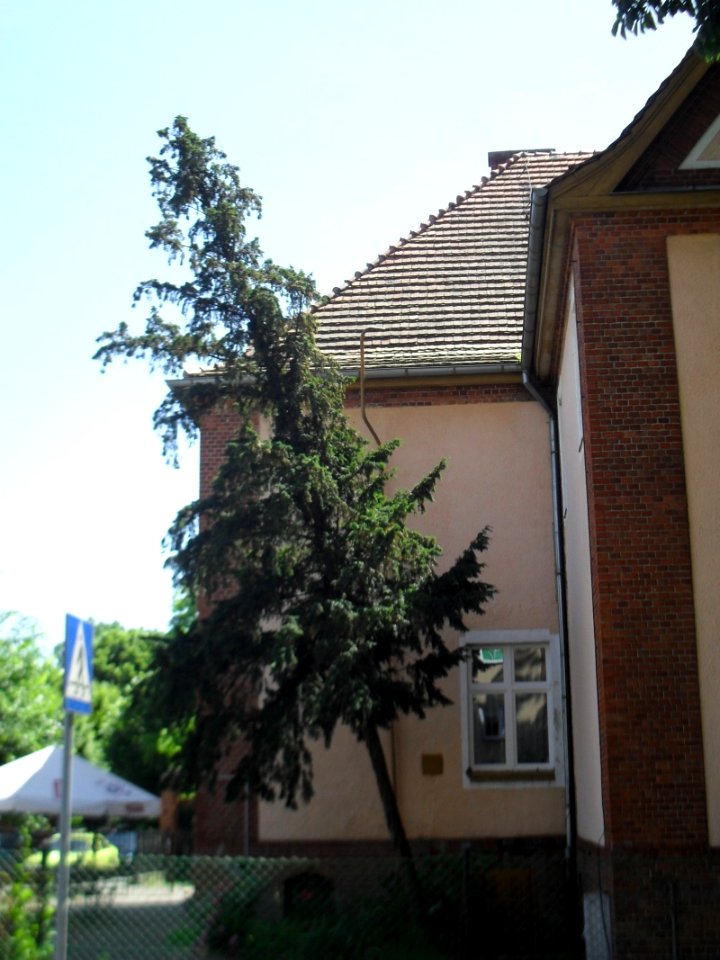 Cis Hallera Świecie