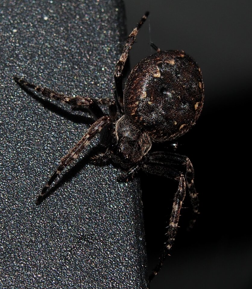 Spider arachnids close up spider