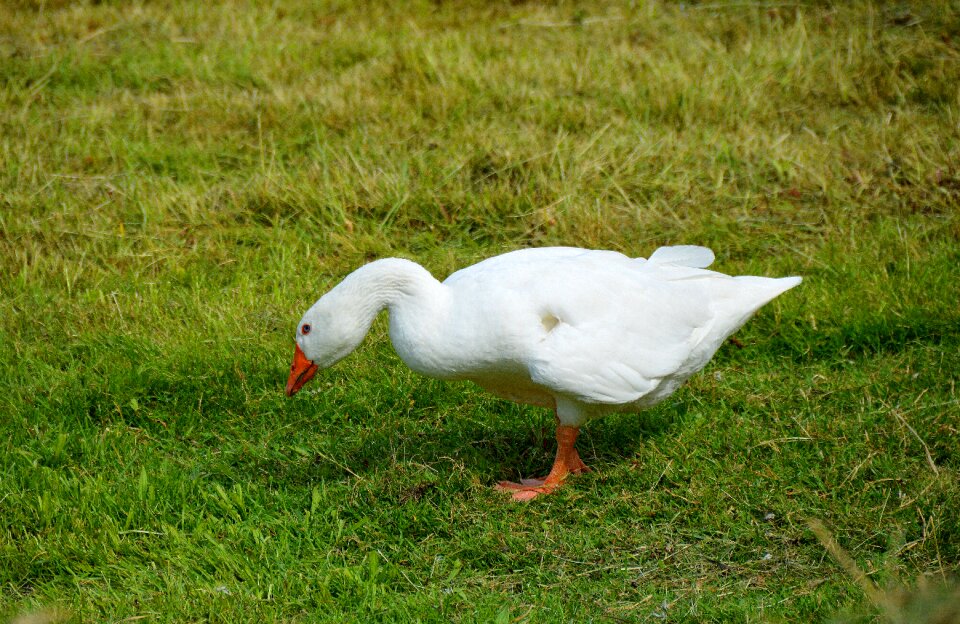 Goose meadow animal