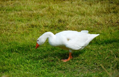 Goose meadow animal photo