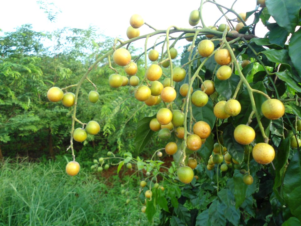 Clausena lansium in Hainan - 01