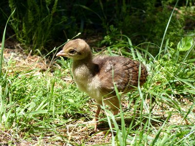 Chicks fluffy camouflage paint photo