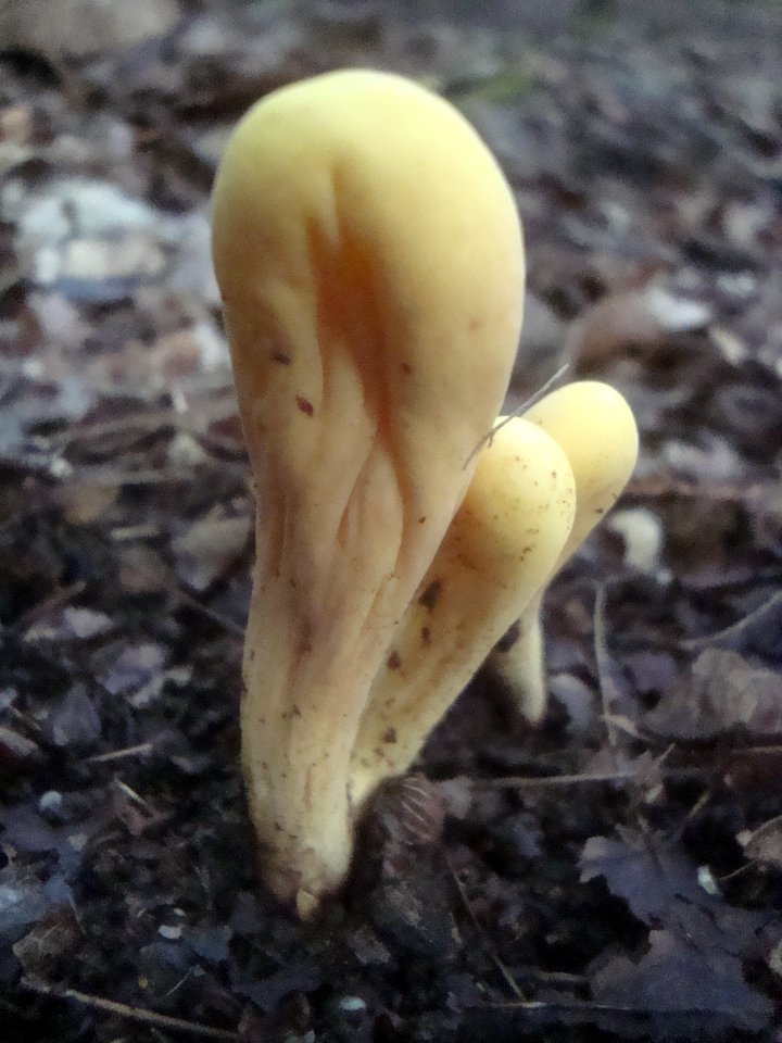 Clavariadelphus pistillaris Podkomorské lesy