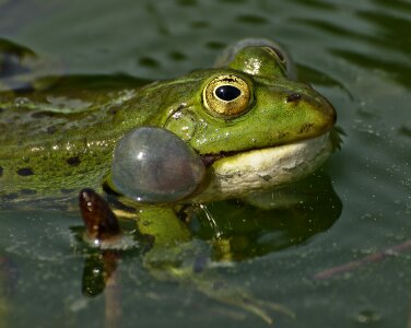 Water frogs nature
