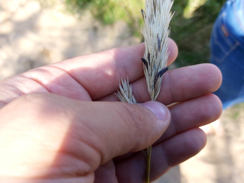 Claviceps purpurea 91059991