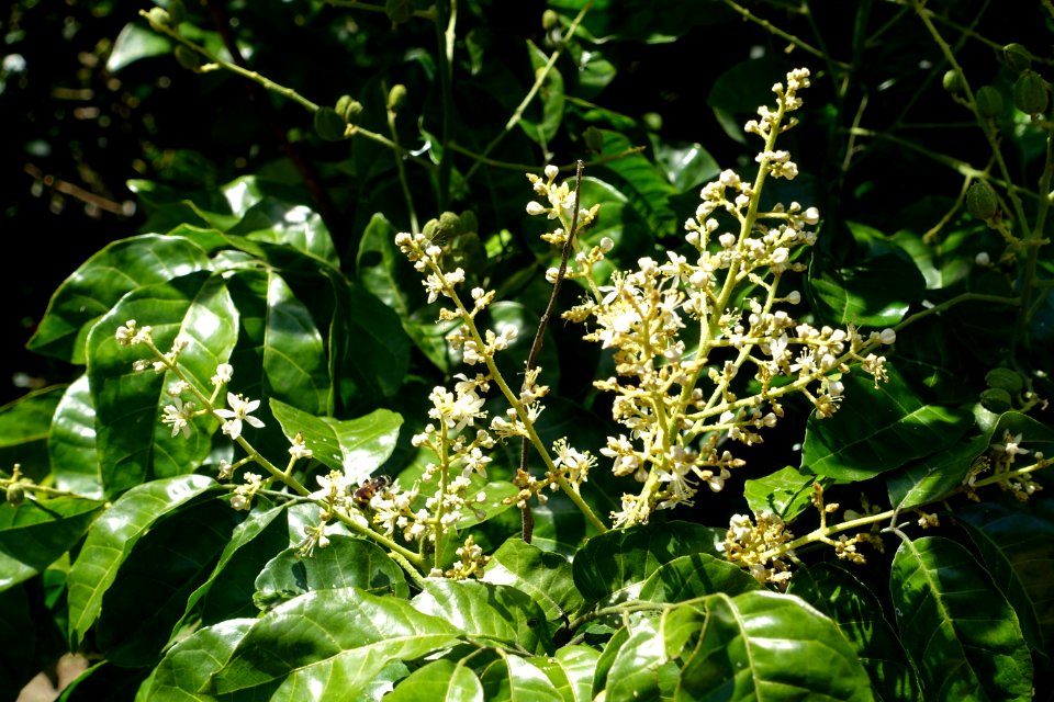 Clausena lansium - Fruit and Spice Park - Homestead, Florida - DSC09091