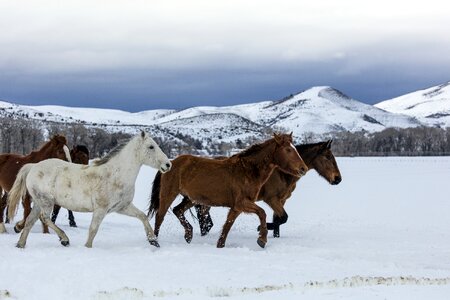 Landscape snow winter