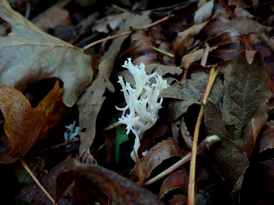 Clavulina coralloides 102819938