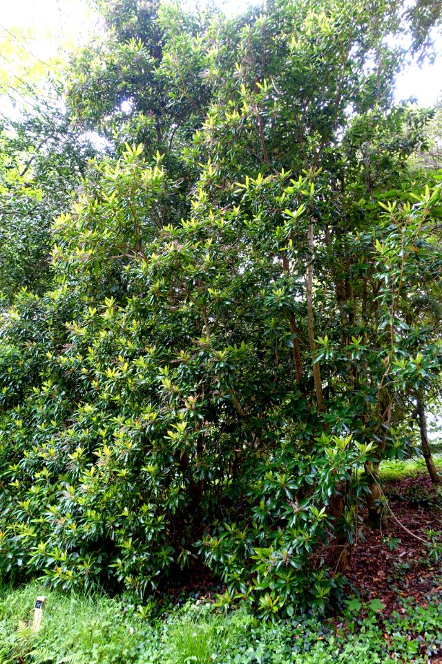 Clethra arborea - Trebah Garden - Cornwall, England - DSC01682