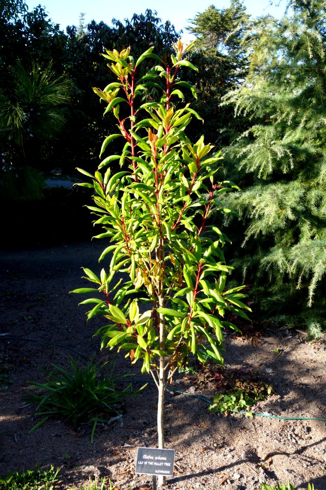 Clethra arborea - Mendocino Coast Botanical Gardens - DSC02283