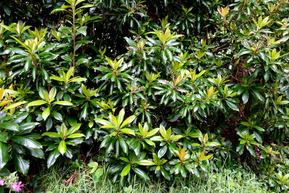 Clethra arborea - Trebah Garden - Cornwall, England - DSC01679