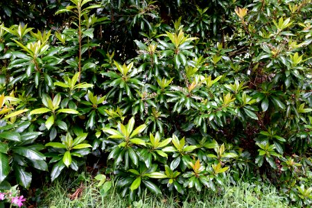 Clethra arborea - Trebah Garden - Cornwall, England - DSC01679