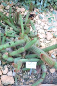 Cleistocactus samaipatanus - Botanischer Garten, Dresden, Germany - DSC08876