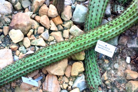 Cleistocactus brookeae (Cleistocactus wendlandiorum) - Botanischer Garten, Dresden, Germany - DSC08898